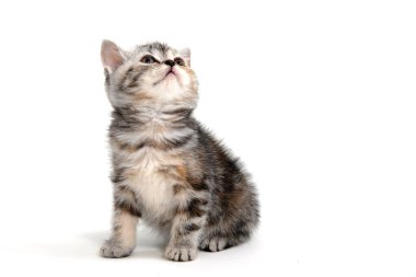 Çizgili safkan bir kedi yavrusu beyaz bir arka planda oturur ve yukarı bakar.