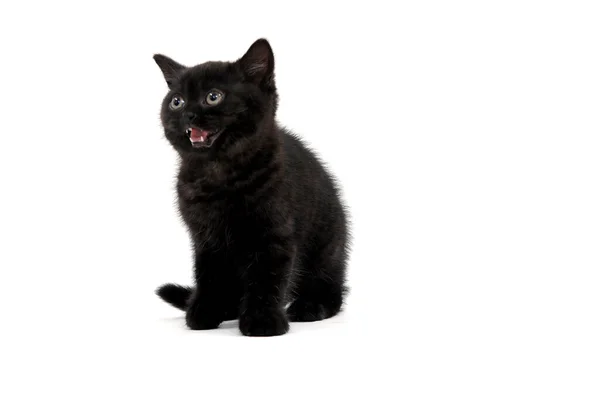 Bolyhos fajtiszta fekete cica ül egy fehér háttér — Stock Fotó