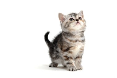 Çizgili safkan bir kedi yavrusu beyaz bir arka planda oturur.