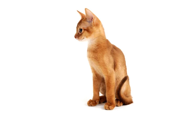 Abyssinian ingefära katt sitter på en vit bakgrund — Stockfoto