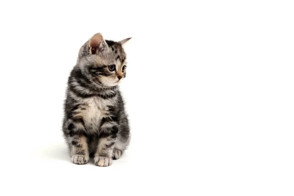 一只带条纹的纯种小猫坐在白色的背景上 — 图库照片