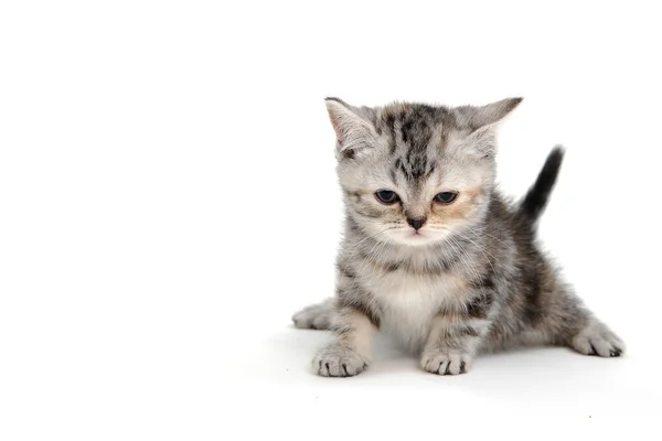 Um gatinho listrado de raça pura senta-se em um fundo branco — Fotografia de Stock