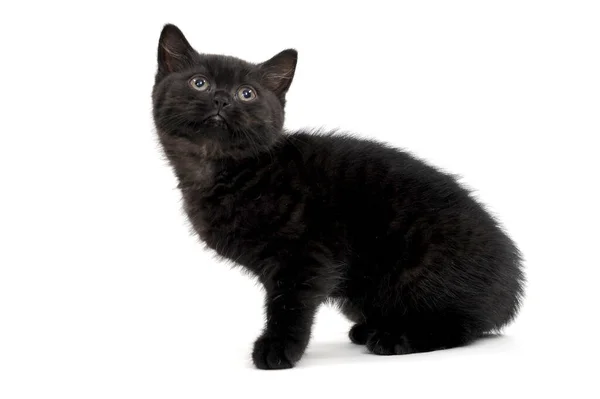 Fofo puro-sangue gatinho preto senta-se em um fundo branco — Fotografia de Stock