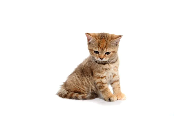 Um gatinho listrado de raça pura senta-se em um fundo branco — Fotografia de Stock