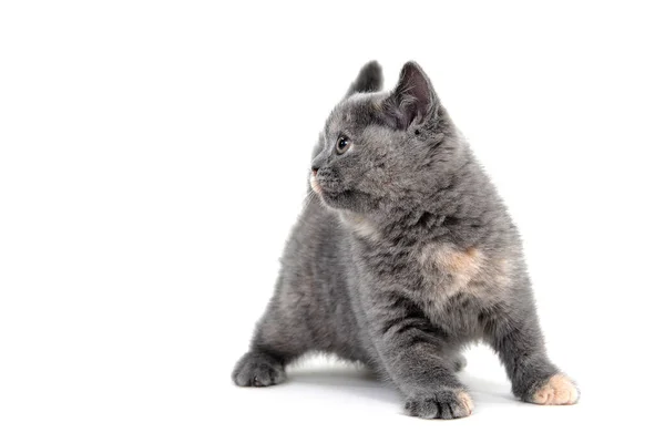 Un gatito de raza pura gris se levanta sobre un fondo blanco — Foto de Stock