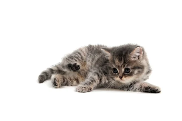 Un gatito de raza pura gris yace sobre un fondo blanco — Foto de Stock