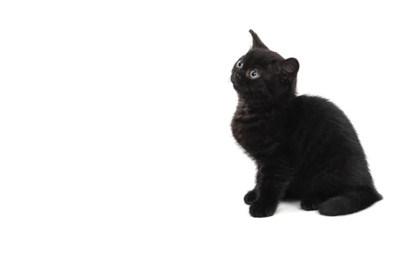 Çizgili safkan bir kedi yavrusu beyaz bir arka planda oturur.