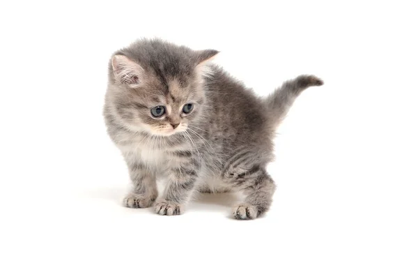 Un gatito de pura raza a rayas se sienta sobre un fondo blanco — Foto de Stock