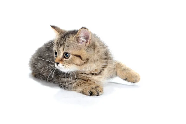 A striped purebred kitten sits on a white background — Stock Photo, Image