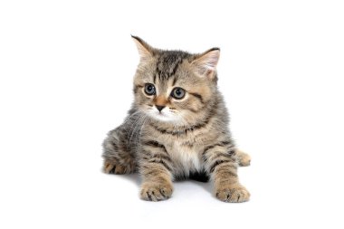 Çizgili safkan bir kedi yavrusu beyaz bir arka planda oturur.