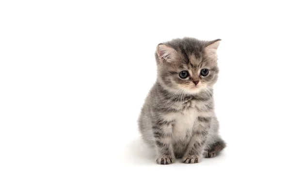 A striped purebred kitten sits on a white background — Stock Photo, Image