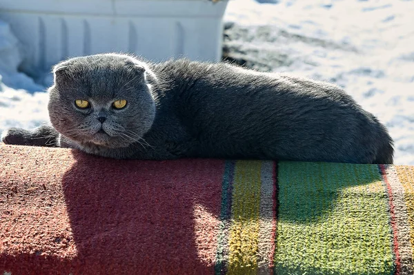 The cat lop-eared Scotsman lies on the carpet — Stock Photo, Image