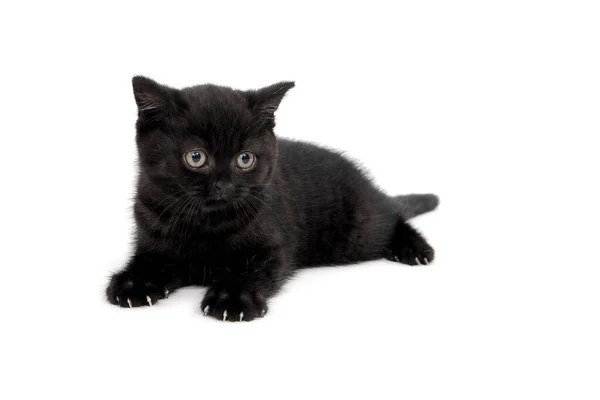 Flauschiges reinrassiges schwarzes Kätzchen liegt auf einem isolierten Hintergrund — Stockfoto