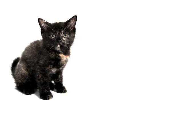 Siyah çizgili safkan bir kedi yavrusu beyaz bir arka planda oturur. — Stok fotoğraf