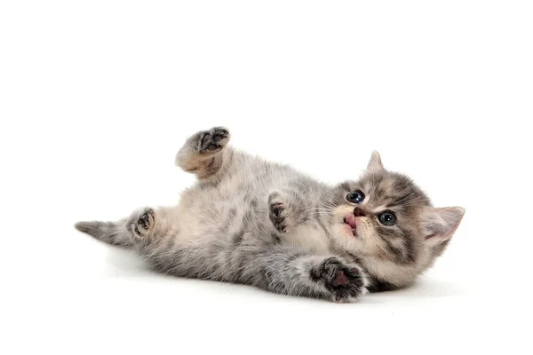 Beyaz arka planda yatan gri safkan bir kedi yavrusu.