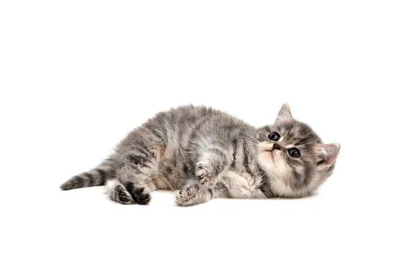 A gray purebred kitten lies on a white background — Stock Photo, Image