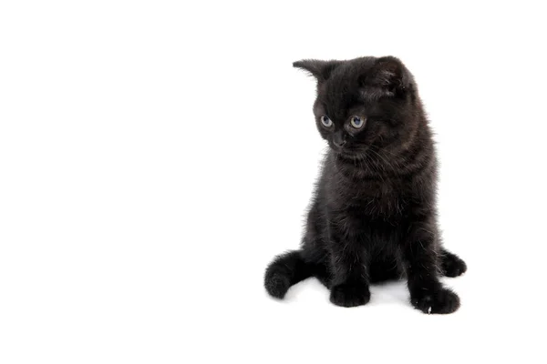 Un gatito de pura raza a rayas se sienta sobre un fondo blanco — Foto de Stock