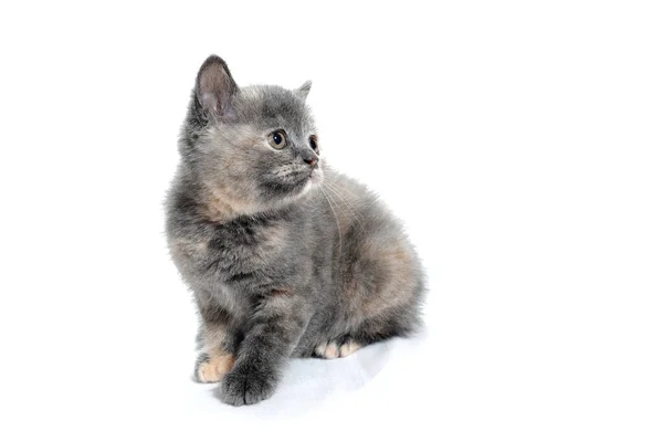 A gray purebred kitten sits on a white background — Stock Photo, Image