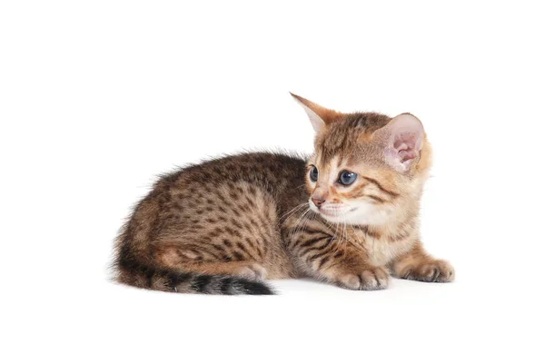 A spotted purebred kitten lies on an isolated white background — Foto de Stock