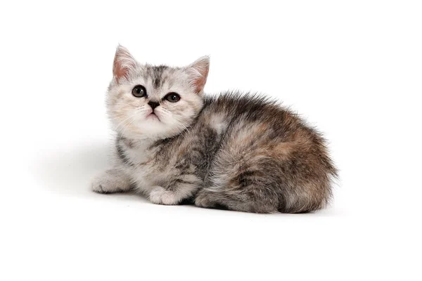 Серый чистокровный котенок лежит на белом фоне — стоковое фото