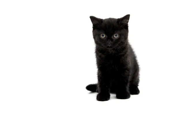 A striped purebred kitten sits on a white background — Stock Photo, Image