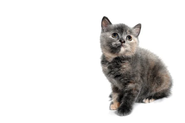 Um gatinho de raça pura cinza senta-se em um fundo branco — Fotografia de Stock