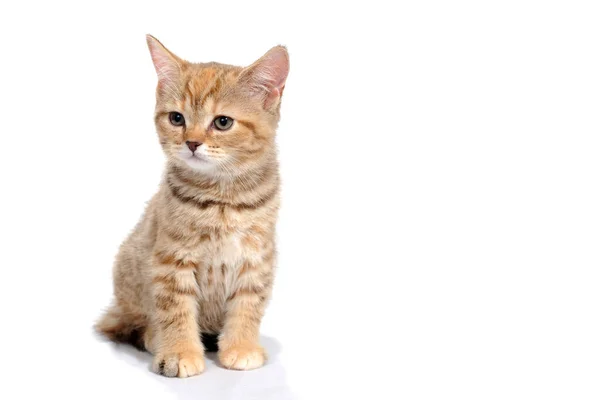 生姜纯种的小猫坐在孤立的白色背景上 — 图库照片