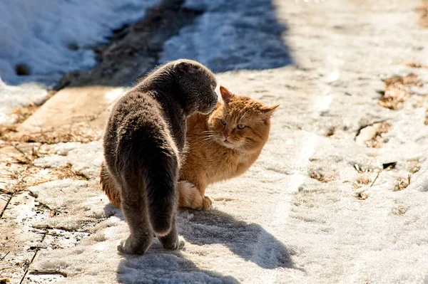 A lop-eared Scottish cat and a ginger cat find out their relationship on a warm spring day — Stock Photo, Image