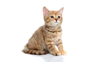 Zencefilli safkan kedi yavrusu izole edilmiş beyaz bir arka planda oturur.