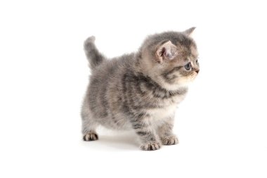 Çizgili bir safkan kedi yavrusu beyaz bir arka planda duruyor.