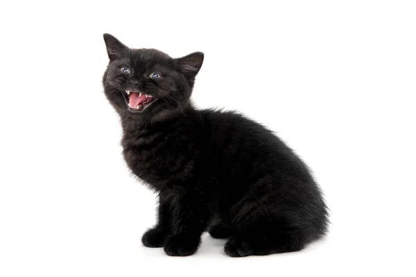 Yumuşak tüylü siyah bir kedi yavrusu ağzı açık izole bir arka planda oturur. — Stok fotoğraf