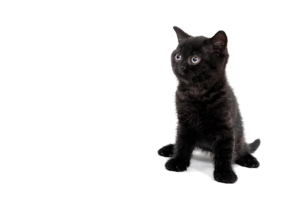 Fofo puro-sangue gatinho preto senta-se em um fundo branco — Fotografia de Stock