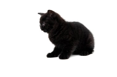 Kabarık tüylü siyah kedi yavrusu beyaz bir arka planda oturur.