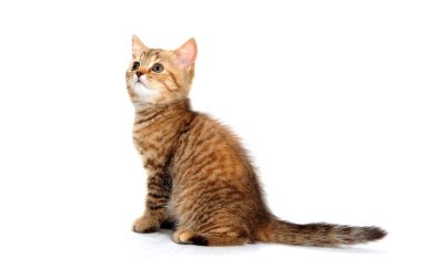 Zencefilli safkan kedi yavrusu izole edilmiş beyaz bir arka planda oturur.