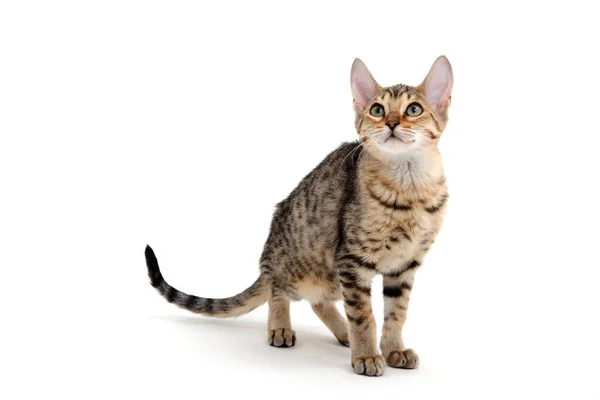 Safkan, pürüzsüz saçlı bir kedi beyaz bir arka planda duruyor.