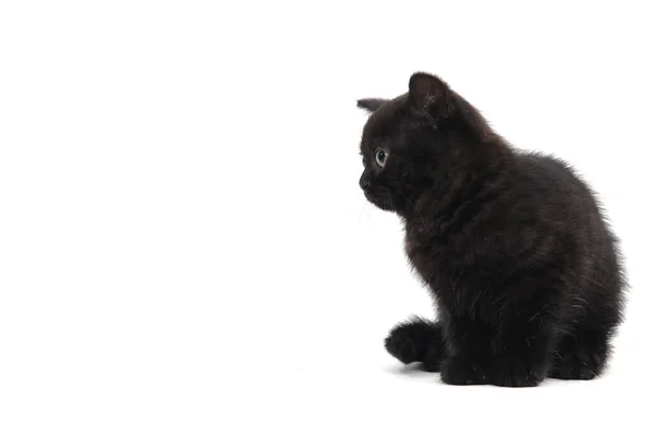 Fofo puro-sangue gatinho preto senta-se em um fundo branco — Fotografia de Stock