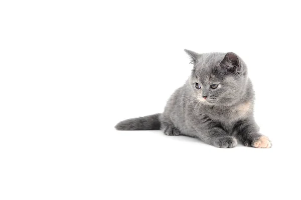 一只灰色纯种的小猫躺在一个白色孤立的背景上 — 图库照片