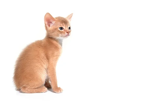 Abisinio jengibre gato se sienta sobre un fondo blanco — Foto de Stock