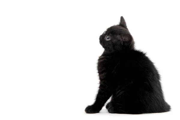 Kabarık tüylü siyah kedi yavrusu beyaz bir arka planda oturur. — Stok fotoğraf