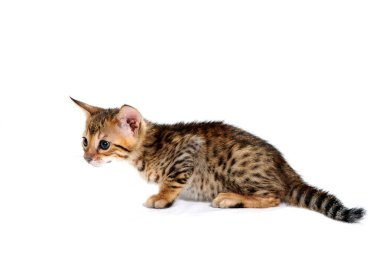 Safkan, pürüzsüz saçlı bir kedi beyaz, izole bir arka planda oturur.