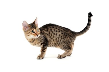 Safkan, pürüzsüz saçlı bir kedi beyaz bir arka planda duruyor.