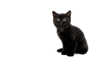 Kabarık tüylü siyah kedi yavrusu beyaz bir arka planda oturur.