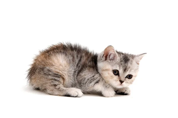 Un gatito de pura raza rayado gris se sienta sobre un fondo blanco — Foto de Stock