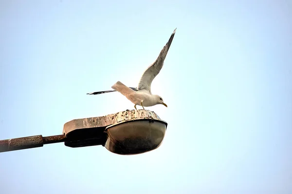 A seagull sits on a street light — Stock Photo, Image