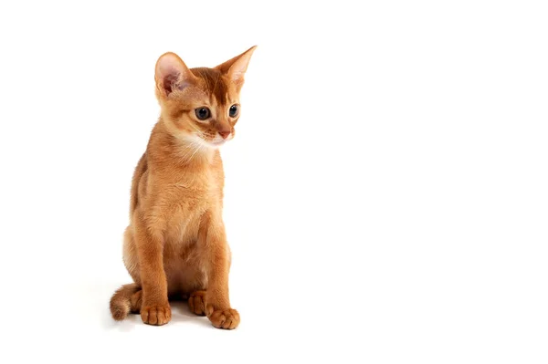 Abissínio gengibre gato senta-se em um fundo branco — Fotografia de Stock