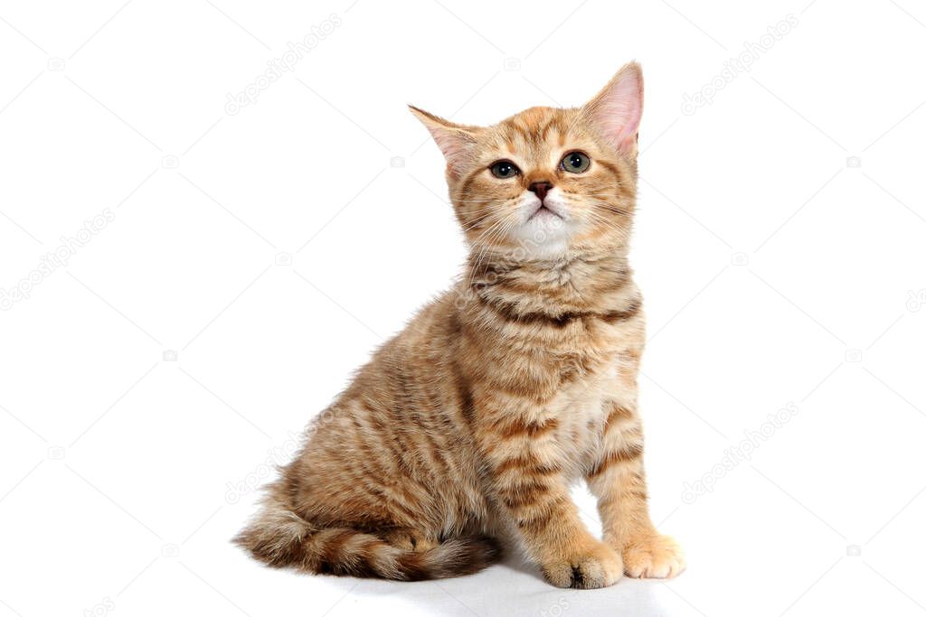 a gray striped purebred kitten sits on a white background