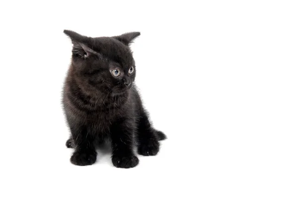 Fofo puro-sangue gatinho preto senta-se em um fundo branco — Fotografia de Stock