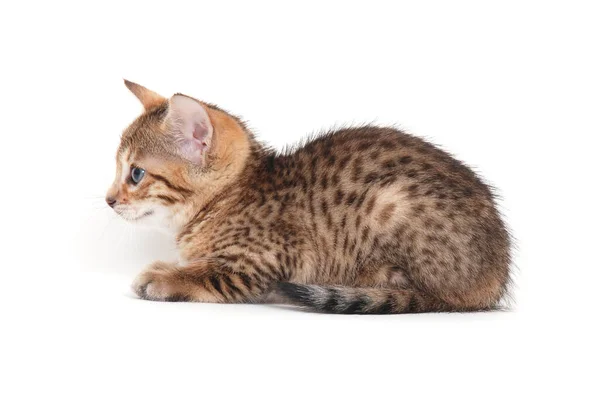흰 배경에 앉아 있는 회색 줄무늬 순종 고양이 — 스톡 사진