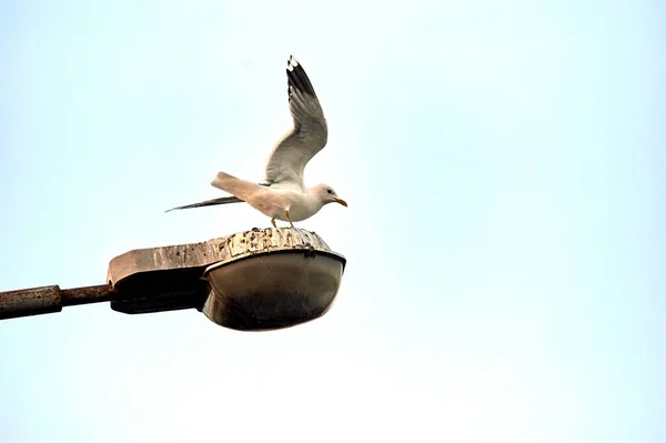 Una gaviota se sienta en una farola —  Fotos de Stock