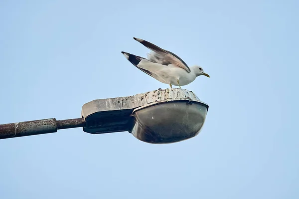 Seekor burung camar duduk di lampu jalan — Stok Foto